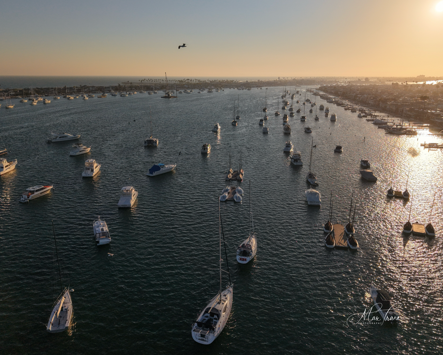 Bird in Flight at Sunset