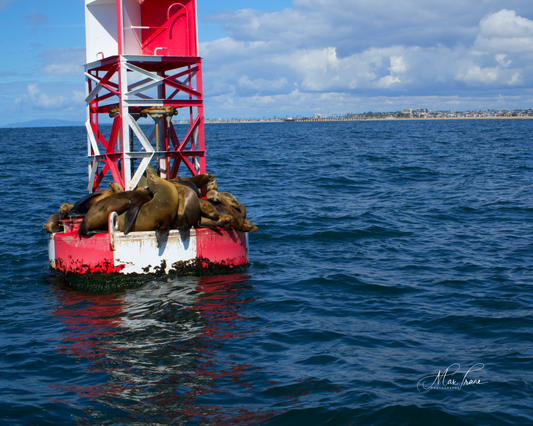 Sea Lions’ Paradise